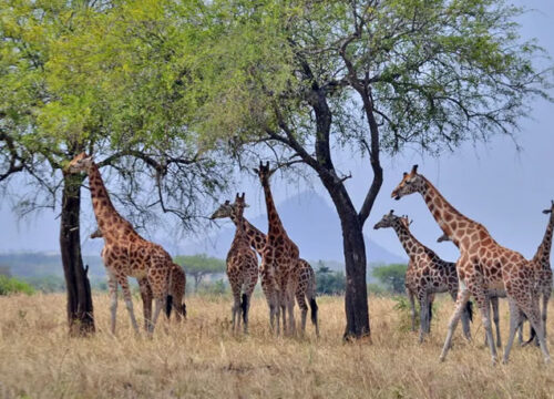 3 Days Murchison Falls National Park