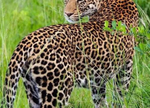 3 Days Queen Elizabeth Safari Tour